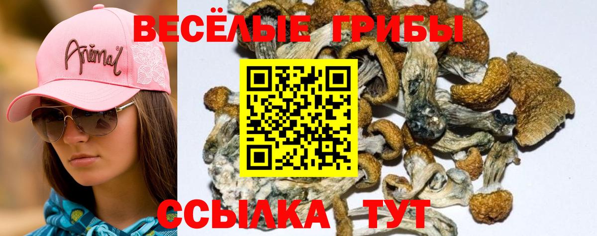 Галлюциногенные грибы прущие грибы Кольчугино
